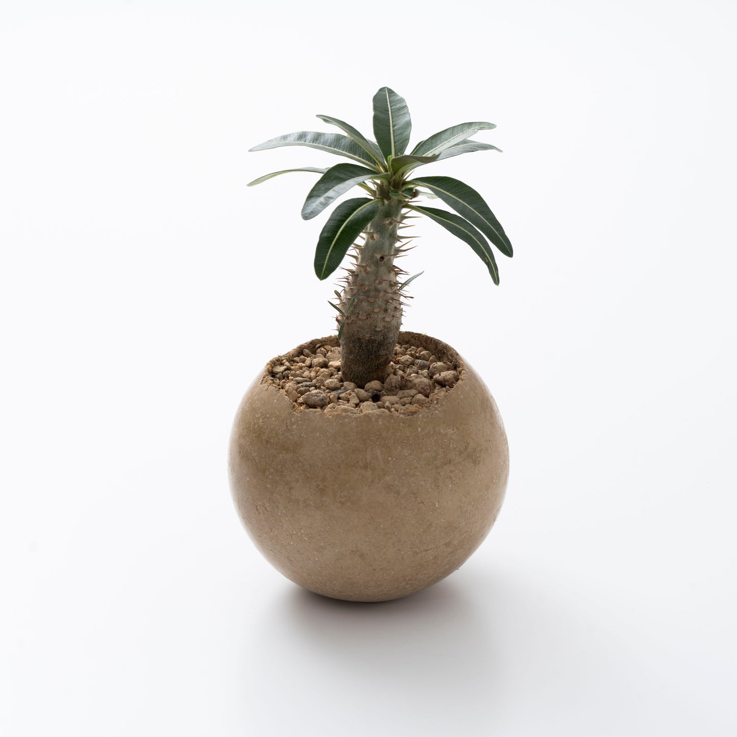 Soil Pot