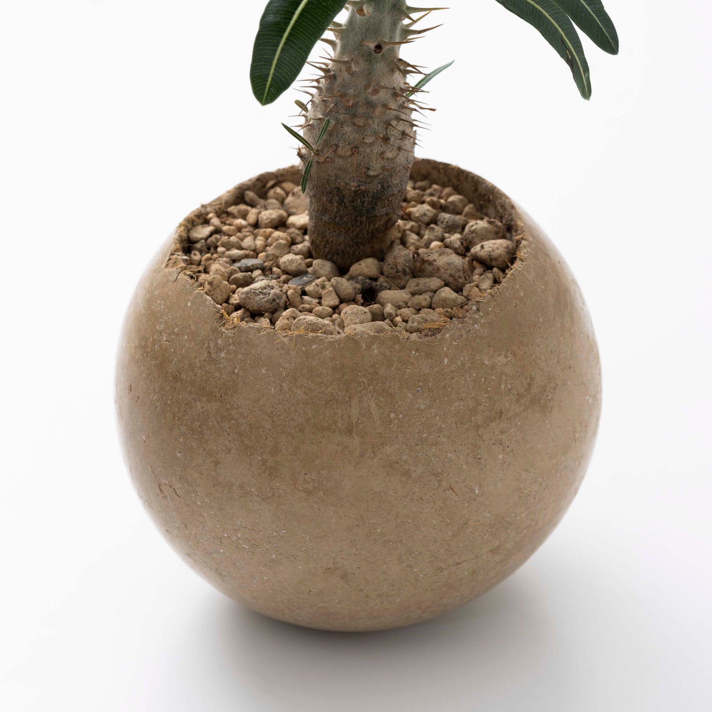 Soil Pot