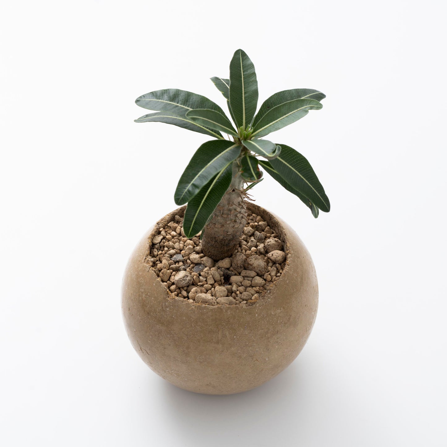 Soil Pot