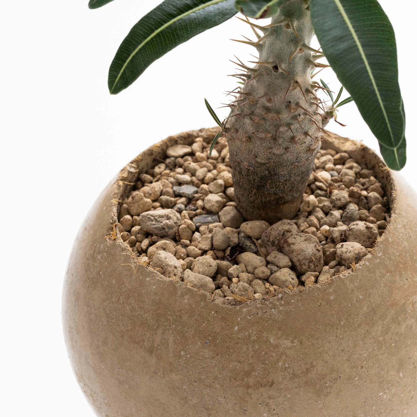 Soil Pot